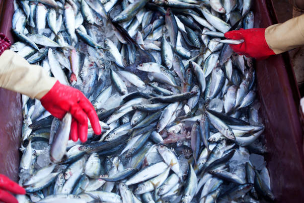 istock hands sizing fresh fish at morning fish market. 883887058