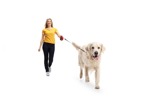 istock Young woman walking a dog 883887248