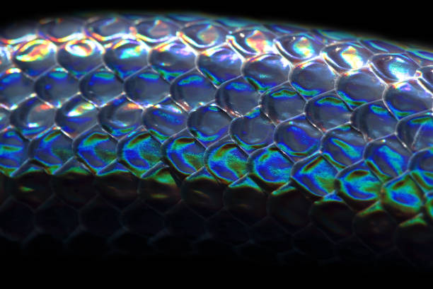 istock close up of sunbeam snake scale texture with black  background 883887470