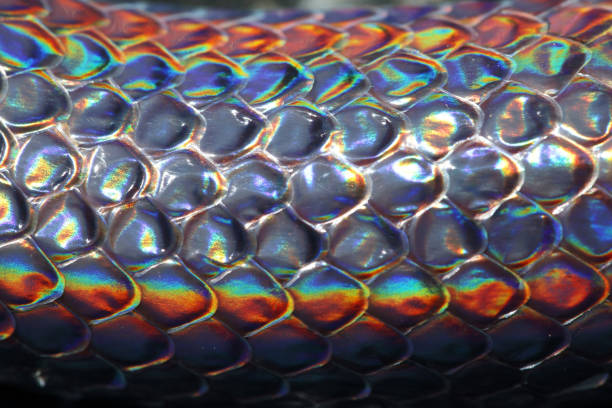 istock close up of sunbeam snake scale texture with black  background 883888904