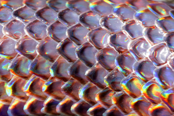 istock close up of sunbeam snake scale texture with black  background 883888966
