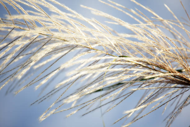 istock white reeds grass texture as background with blue sky. 883889814