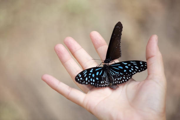 istock beautiful butterfly catching on hand with copyspace background. 883889846