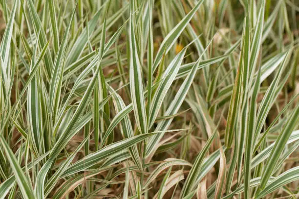 Stripped leaves of reed canary grass (Phalaris arundinacea)