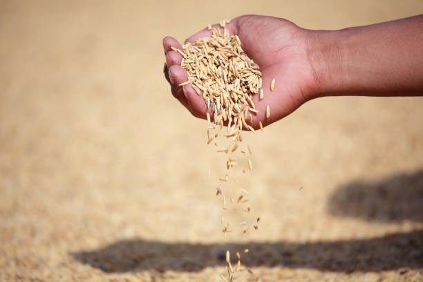 istock close up of hand showing rice paddy background. 883897902