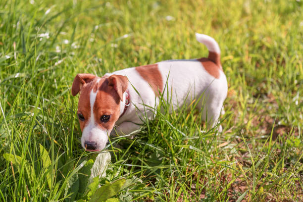 istock Jack Russel puppie on the grass 883898744
