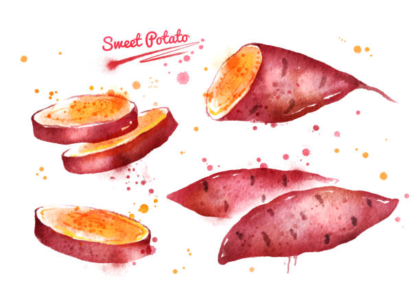 ilustrações, clipart, desenhos animados e ícones de ilustração em aquarela de batata-doce - sweet potato