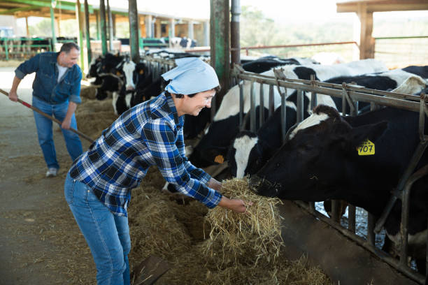 istock Smiling female feeding cows on farm 883906802