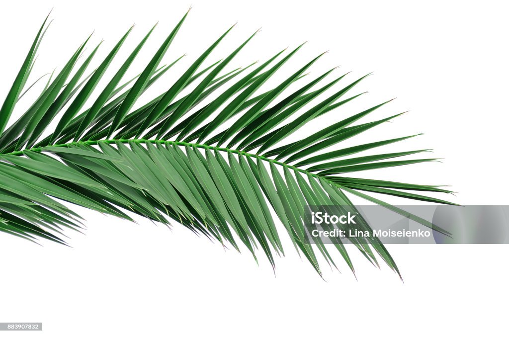 Hoja verde de una palmera. Aislar en fondo blanco. - Foto de stock de Hoja libre de derechos