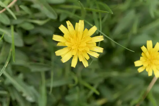 Flower of the dandelion Leontodon saxatilis, a species from western Europe.