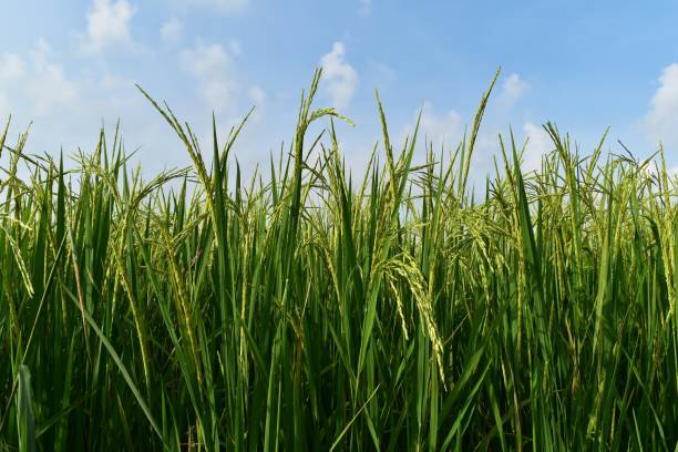 istock green rice in rice field for nature background 883911668