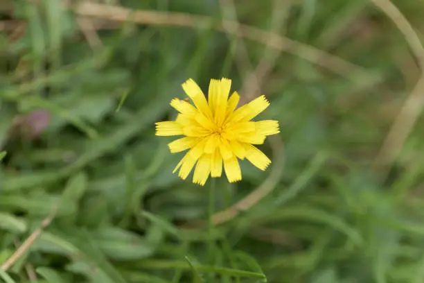 Flower of the dandelion Leontodon saxatilis, a species from western Europe.