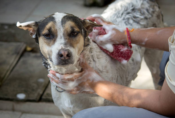 istock Dog taking a shower with soap and water, Grooming dog 883919210