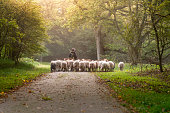 Female Shepherd and flock of sheep at a foggy sunrise in the woods