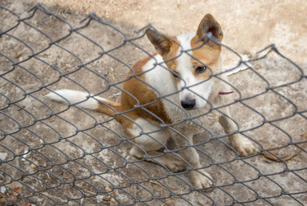 istock Dog behind the iron fence 883919826