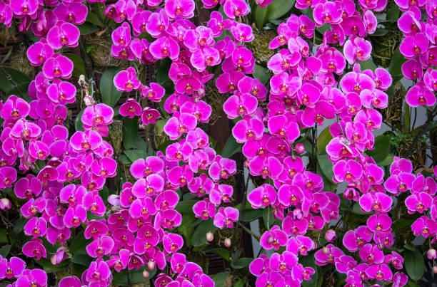 Natural purple phalaenopsis orchid background