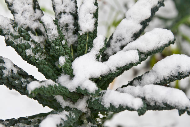 Kale nero di toscana covered in snow. Hardy Leafy vegetable Kale stock photo
