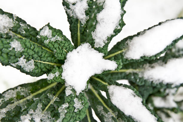 Kale nero di toscana leaf covered in snow. Hardy winter leafy vegetable kale stock photo