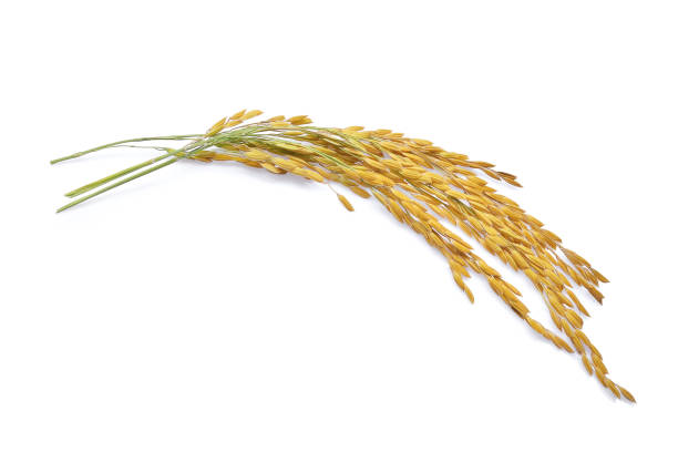 istock yellow paddy rice isolated on white background 883950938