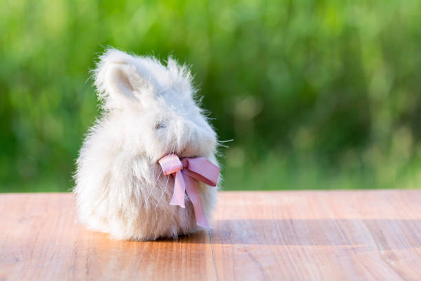 istock Rabbit Doll Sitting on a wooden floor 883952998