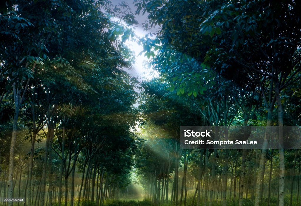 Rayon de soleil dans la plantation d’hévéas - Photo de Arbre libre de droits