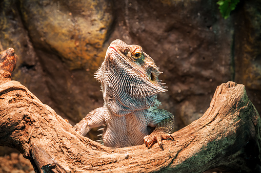 A green or common Iguana set against a plain out of focus water background