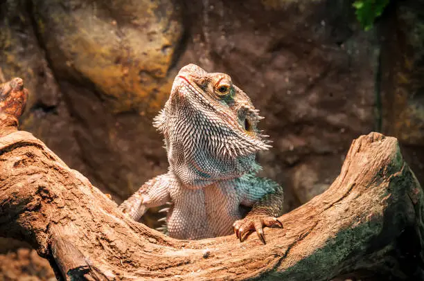 live agama lizard (bearded dragon)