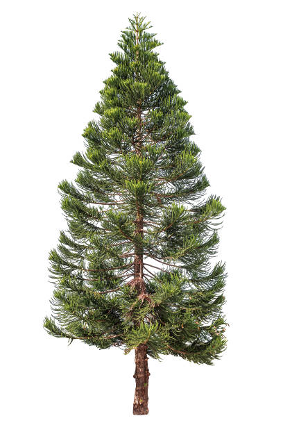 istock Norfolk pine or Araucaria pine tree. 883960512