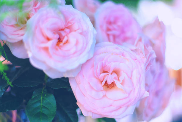 istock Beautiful roses background Bouquet roses in various colors 883963498