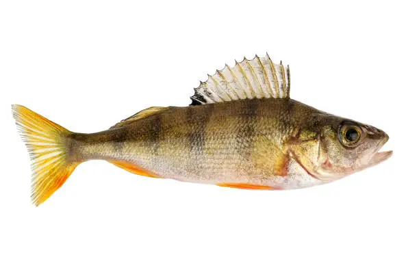 perch fish isolated on white