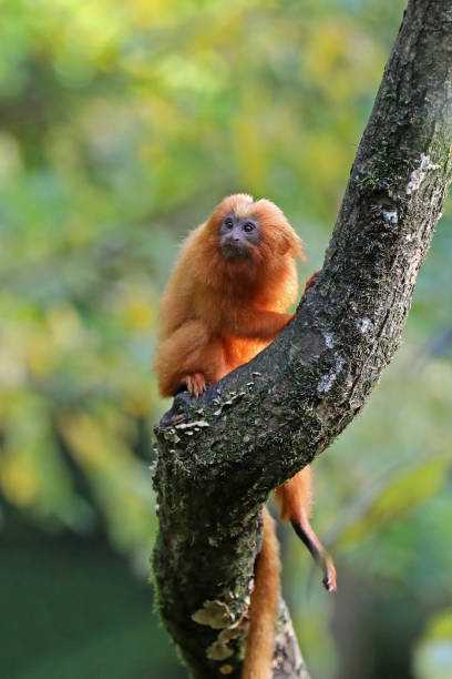 istock Golden lion tamarin 883964282