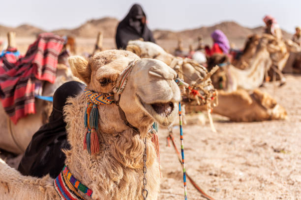 istock portrait of camel 883964626
