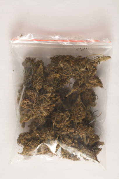 hashish cannabis  hemp stock photo