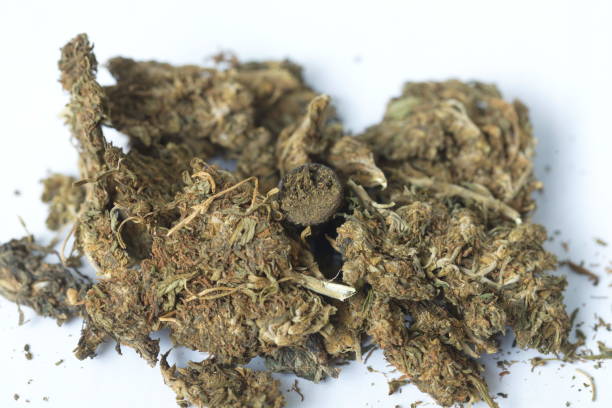 hashish cannabis  hemp - white indian hemp imagens e fotografias de stock