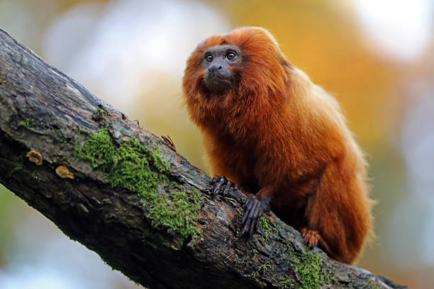 istock Golden lion tamarin 883965370