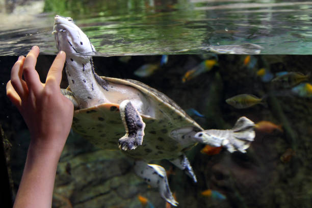 istock Child's hand through the glass, stroking the turtle. 883965472