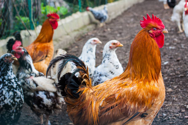 istock Different types of chicken breeds on the farm 883969216