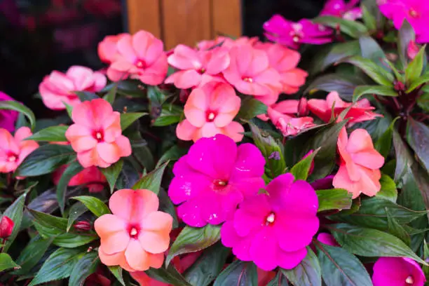 Photo of Bright pink impatiens hawkeri, the New Guinea impatiens, in bloom