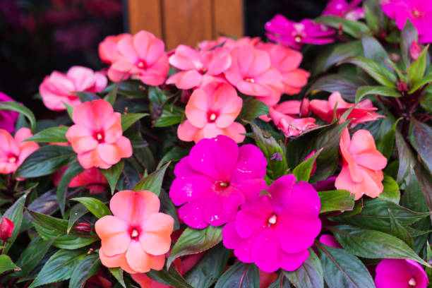 ярко-розовый impatiens hawkeri, новая гвинея нетерпения, в цвету - autumn backdrop beautiful flower head стоковые фото и изображения