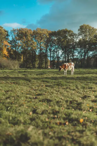 Young brown-white cow in meadow with autumn trees.