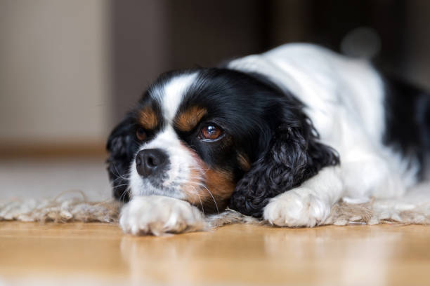istock Portrait of a dog 883973106