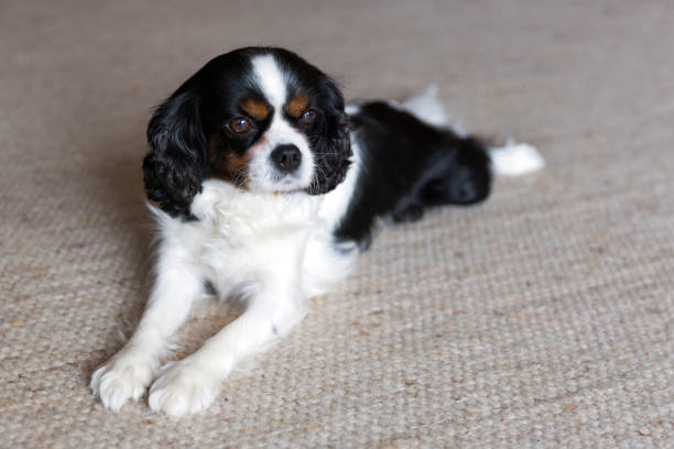 istock Portrait of a dog 883973110