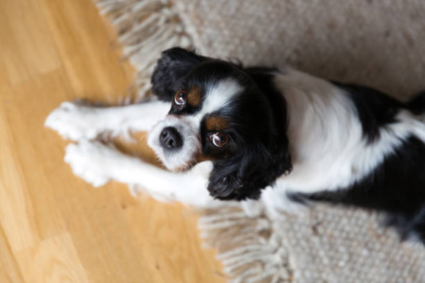 Portrait of a dog
