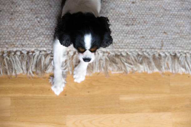 Portrait of a dog