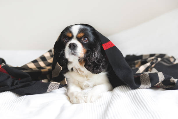 istock Portrait of a dog 883973118