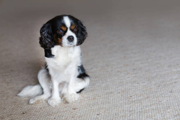 istock Portrait of a dog 883973120