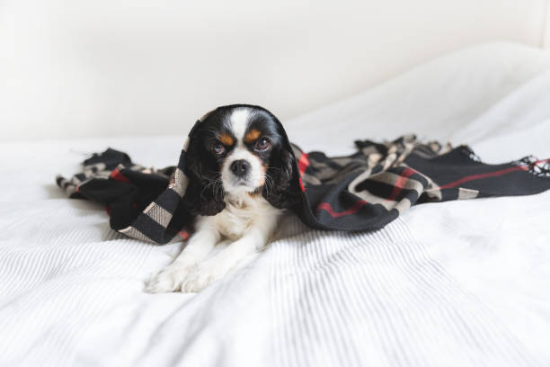 istock Portrait of a dog 883973122