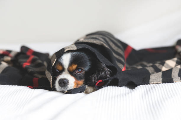 istock Portrait of a dog 883973264