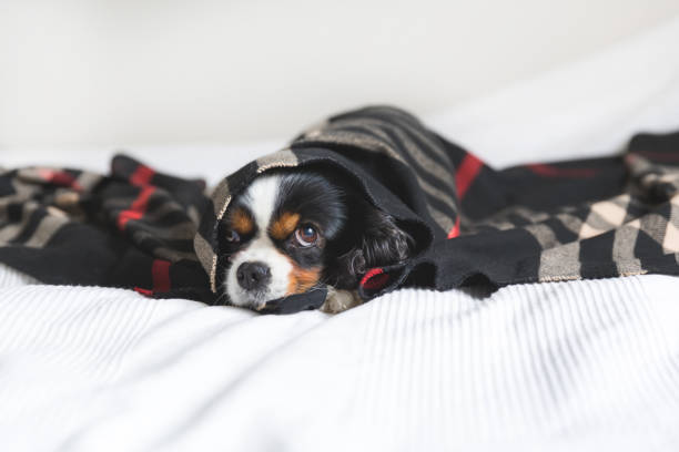 Portrait of a dog