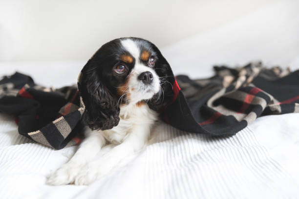 istock Portrait of a dog 883973858